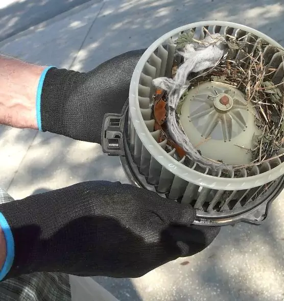 About Air Duct Mice Removal in Taylor, TX